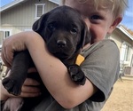 Puppy Patch Labrador Retriever