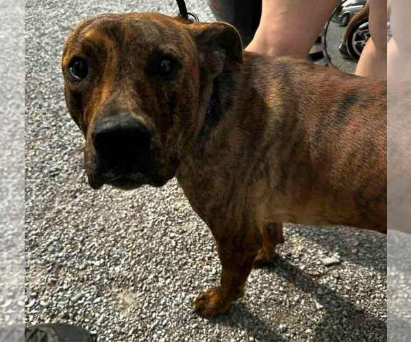 Medium Photo #1 American Pit Bull Terrier Puppy For Sale in Evansville, IN, USA