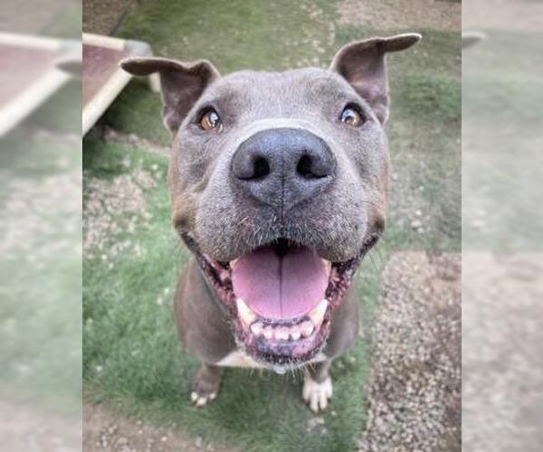 Medium Photo #4 Mutt Puppy For Sale in Ventura, CA, USA