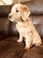 Miniature Labradoodle Puppy for sale in WINDSOR, CO, USA