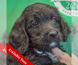 Spaniel-Unknown Mix Dogs for adoption in Huntley, IL, USA