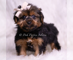 Puppy Gadget Yorkshire Terrier