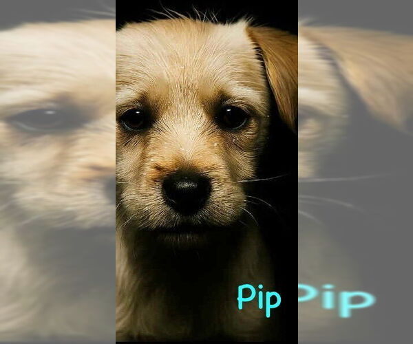 Medium Photo #3 Maltese-Unknown Mix Puppy For Sale in Plymouth, MN, USA
