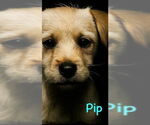 Small #2 Maltese Mix