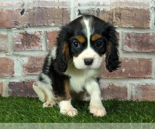 Medium Photo #2 Cavalier King Charles Spaniel Puppy For Sale in MOBERLY, MO, USA