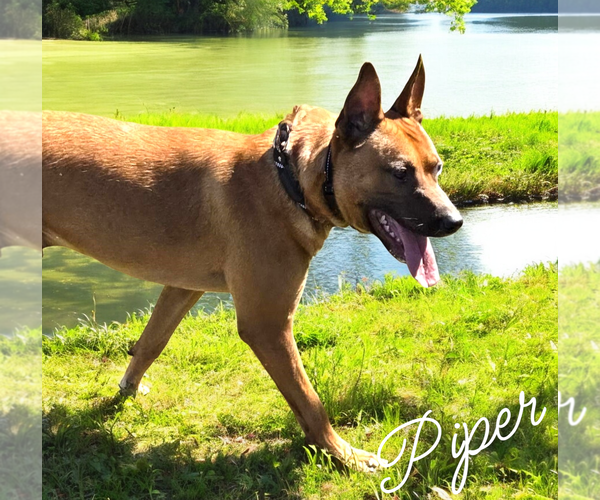 Medium Photo #2 Mutt Puppy For Sale in LOGANVILLE, GA, USA