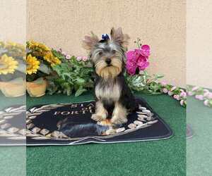 Yorkshire Terrier Puppy for Sale in Monor, Pest Hungary