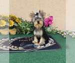 Small Yorkshire Terrier