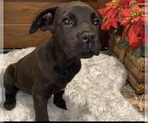 Cane Corso Puppy for sale in CORONA, CA, USA