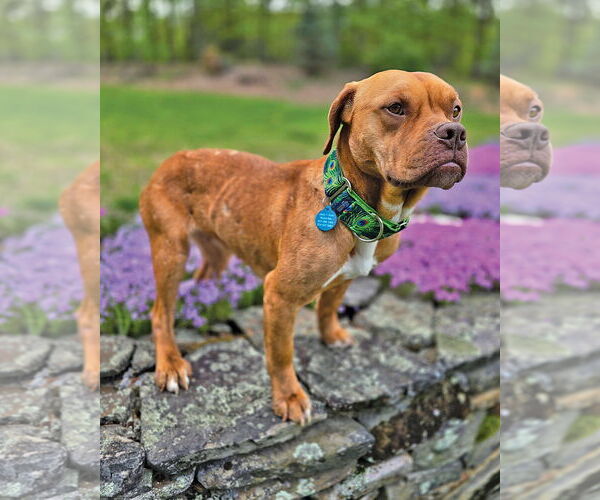 Medium Photo #3 American Pit Bull Terrier-Unknown Mix Puppy For Sale in Westminster, MA, USA