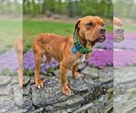 Small #2 American Pit Bull Terrier Mix