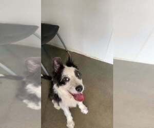 Flounder - Male Mutt Dog for Adoption - Photo #5