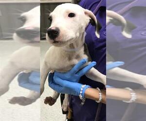 Labrador Retriever-Unknown Mix Dogs for adoption in Conroe, TX, USA