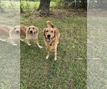Small #3 Golden Retriever