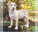 Small #7 Labrador Retriever Mix