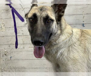 German Shepherd Dog-Unknown Mix Dogs for adoption in San Bernardino, CA, USA