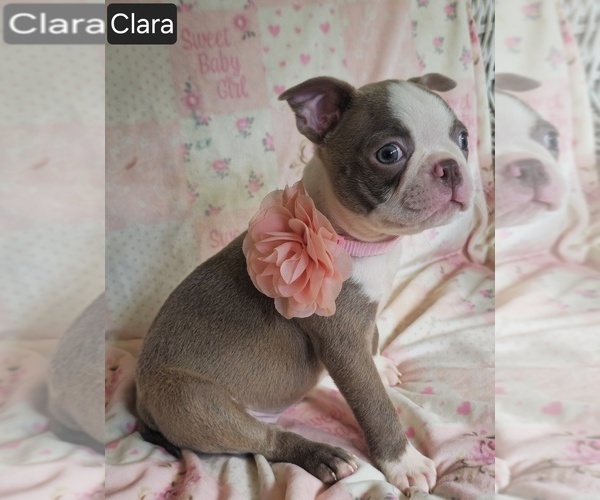 Medium Photo #1 Boston Terrier Puppy For Sale in MINERAL WELLS, WV, USA
