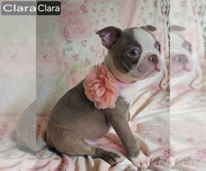 Boston Terrier Puppy for sale in MINERAL WELLS, WV, USA