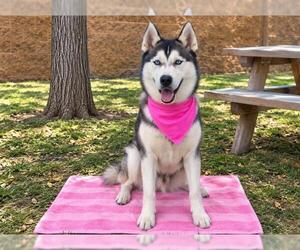 RAPIDASH - Female Siberian Husky Dog for Adoption - Photo #4