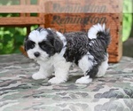 Small #1 Shih Tzu