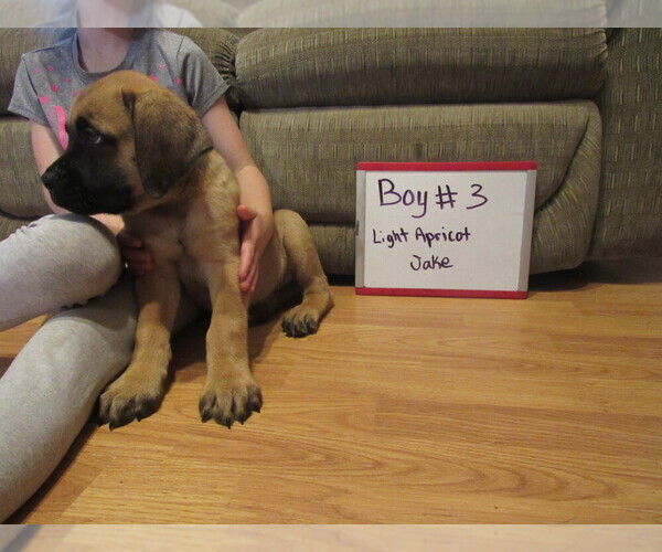 Medium Photo #11 Mastiff Puppy For Sale in FARMERVILLE, LA, USA