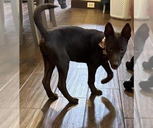 Labrador Retriever-Unknown Mix Dogs for adoption in San Antonio, TX, USA