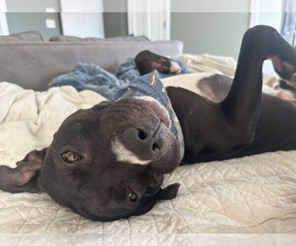 Medium Photo #8 American Pit Bull Terrier Puppy For Sale in Alexandria, VA, USA
