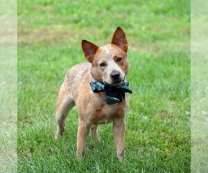 Meatball - Male Mutt Dog for Adoption - Photo #10