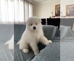Small #15 Samoyed