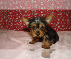 Yorkshire Terrier Puppy for sale in PATERSON, NJ, USA