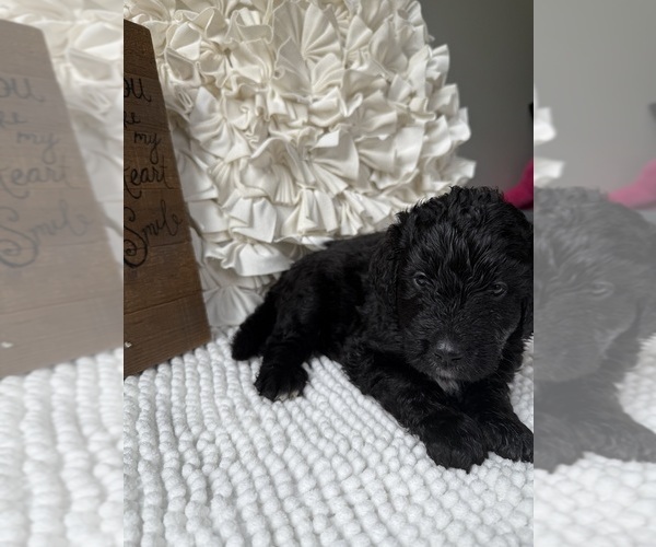 Medium Photo #11 Bernedoodle Puppy For Sale in BELMONT, NC, USA
