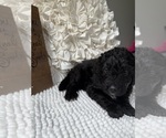 Small #10 Bernedoodle