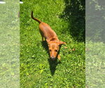 Small #2 Mutt