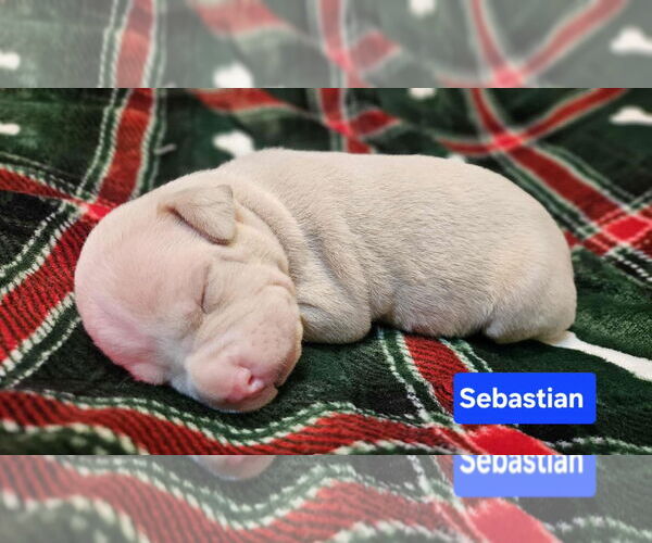 Medium Photo #3 American Pit Bull Terrier-Unknown Mix Puppy For Sale in Duluth, MN, USA