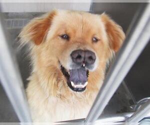 Chow Chow-Golden Retriever Mix Dogs for adoption in Orange, CA, USA