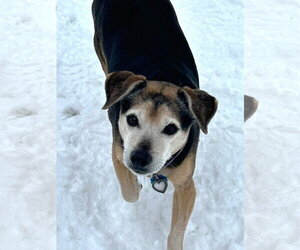 Chihuahua Dogs for adoption in Boonton, NJ, USA