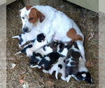 Small #4 Treeing Walker Coonhound Mix
