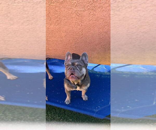Medium Photo #1 French Bulldog Puppy For Sale in Las Vegas, NV, USA