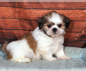 Shih Tzu Puppy for sale in PENNS CREEK, PA, USA