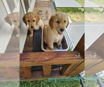 Puppy Puppy 2 Golden Retriever