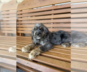 Cocker Spaniel Puppy for sale in BEECH GROVE, IN, USA