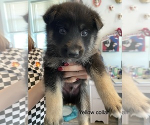 German Shepherd Dog-Siberian Husky Mix Puppy for sale in CISTERN, TX, USA
