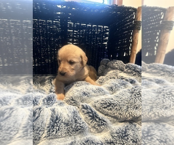 Medium Photo #50 Labradoodle Puppy For Sale in KIRKSVILLE, MO, USA