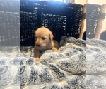 Small Photo #50 Labradoodle Puppy For Sale in KIRKSVILLE, MO, USA