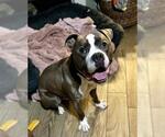 Small #1 American Pit Bull Terrier
