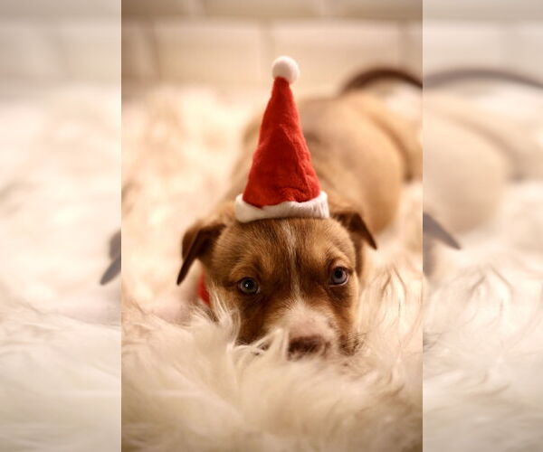 Medium Photo #6 Bulldog-Unknown Mix Puppy For Sale in Duluth, MN, USA