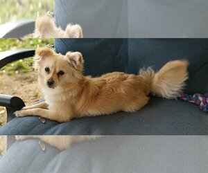 Pomeranian Dogs for adoption in Spring, TX, USA