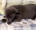 Small Photo #2 Sheprador Puppy For Sale in SHERBURNE, NY, USA