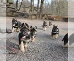 Small Photo #5 German Shepherd Dog Puppy For Sale in READING, PA, USA