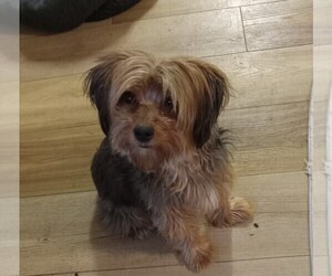 Mother of the Yorkshire Terrier puppies born on 08/26/2024
